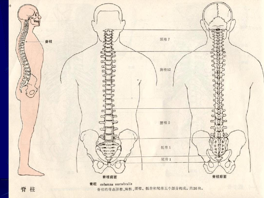 颈椎病课件作品.ppt_第3页