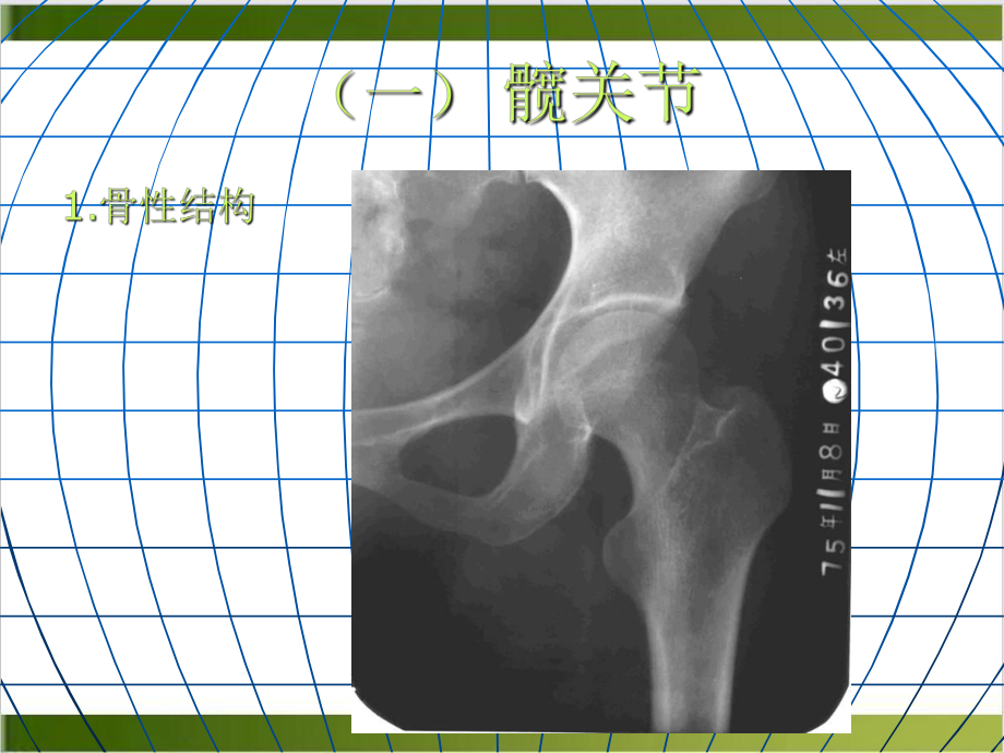 髋关节及股部解剖课件.pptx_第1页