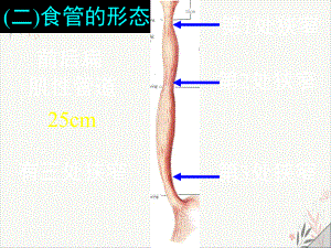 食管胃小肠大肠课件.pptx