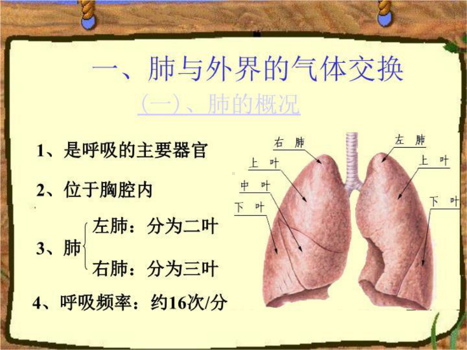 最新三章节人体呼吸课件.ppt_第3页