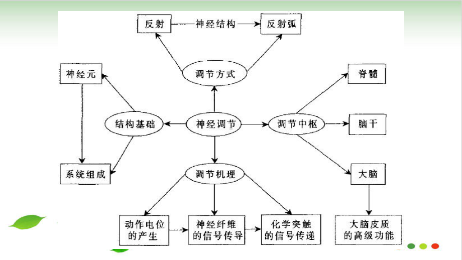 人教版《通过神经系统的调节》推荐课件.pptx_第2页