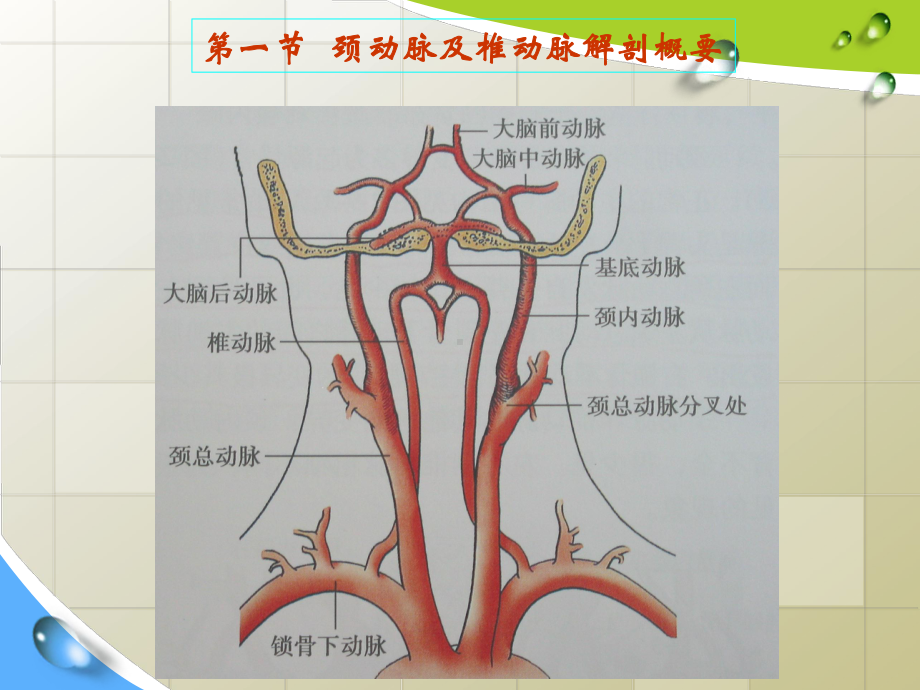 颈动脉疾病超声诊断-课件1.ppt_第2页