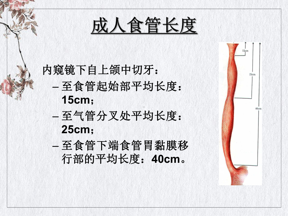 食管疾病课件(同名221).ppt_第3页