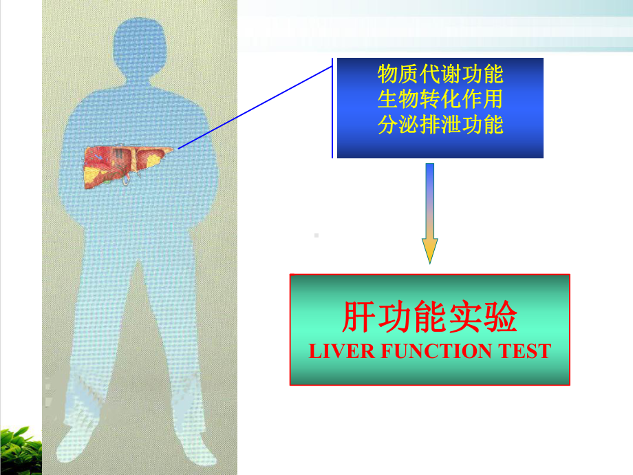 试论肝脏病常用实验室检查课件演示整理.ppt_第3页