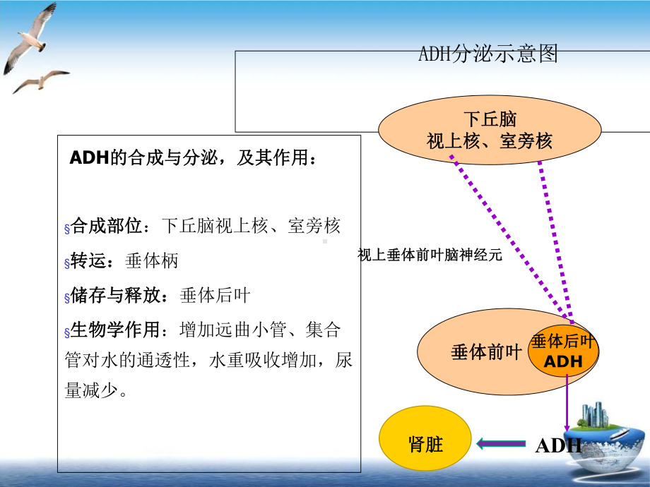 尿崩症及临床病例分享SLE合并尿崩症一例课件.ppt_第3页