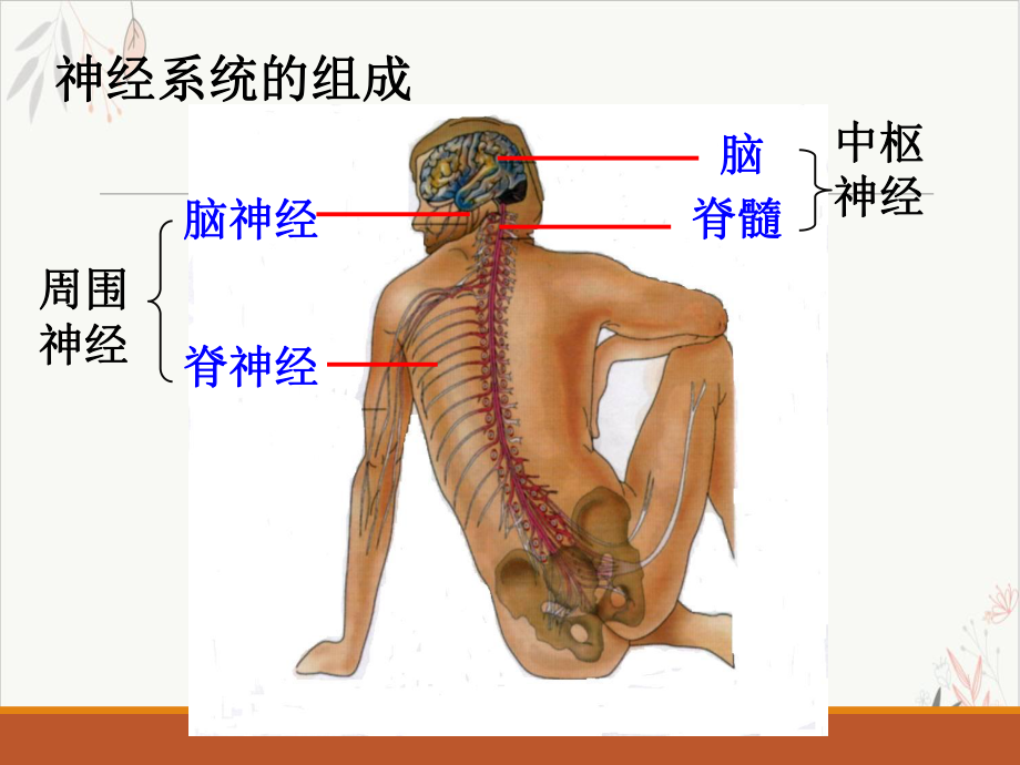 通过神经系统的调节课件1.pptx_第1页