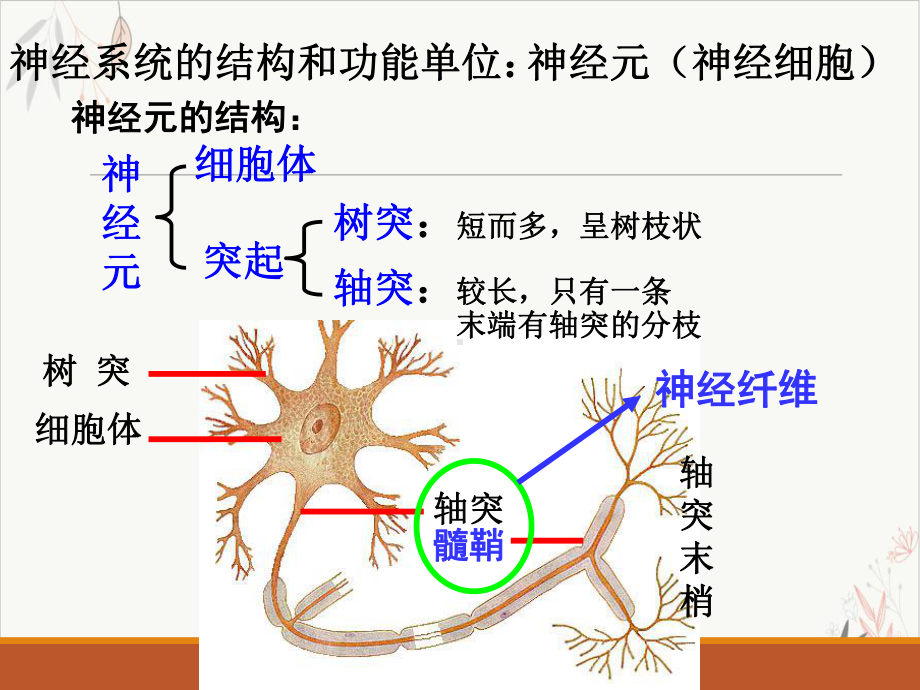 通过神经系统的调节课件1.pptx_第2页