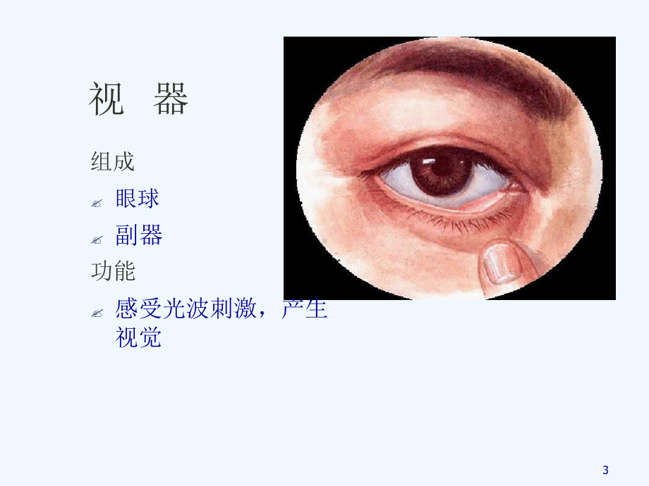 人体解剖学感觉器课件.ppt_第3页