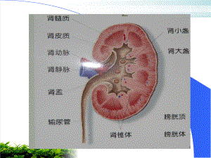 泌尿系统梗阻概论课件.pptx