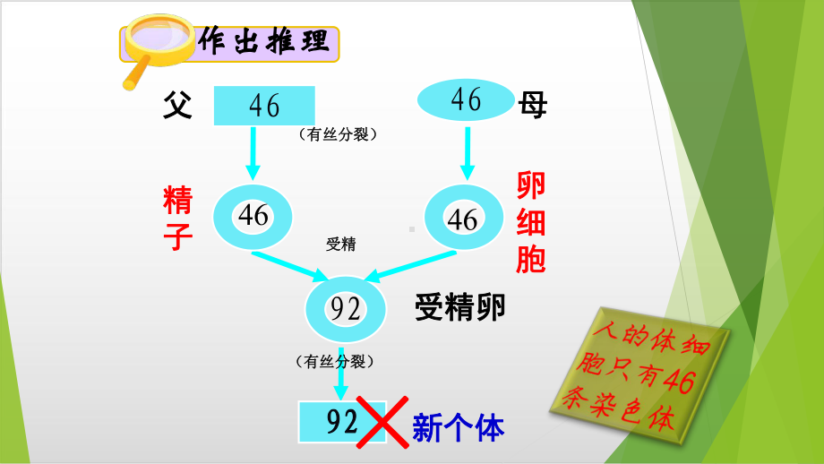 减数分裂一(精子形成)精美版课件.pptx_第2页