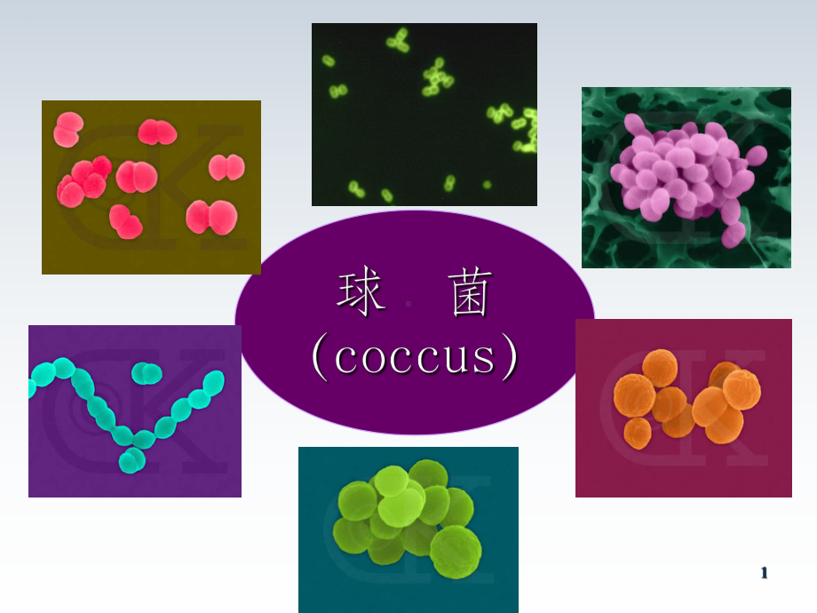 医学微生物学化脓性球菌课件.ppt_第1页