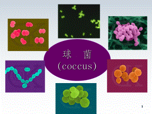 医学微生物学化脓性球菌课件.ppt