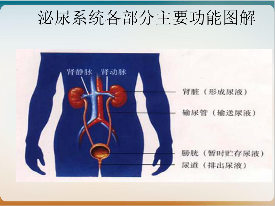 输尿管结石的护理查房课件(同名987).ppt_第3页