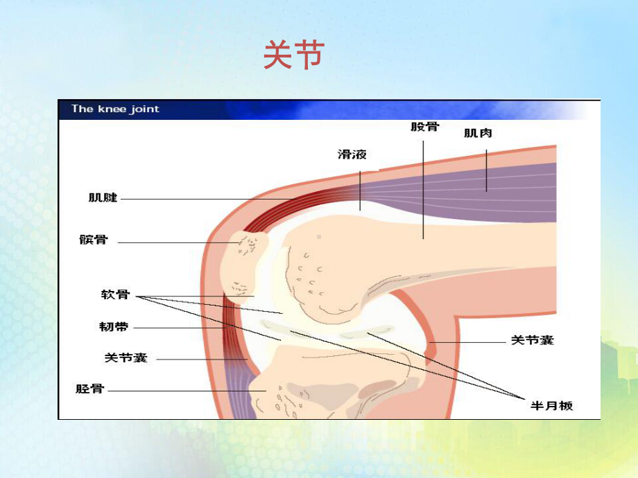 骨关节炎疾病教材课件.pptx_第2页