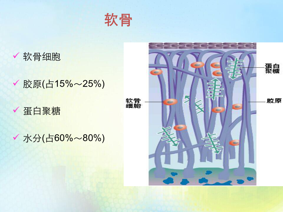 骨关节炎疾病教材课件.pptx_第3页