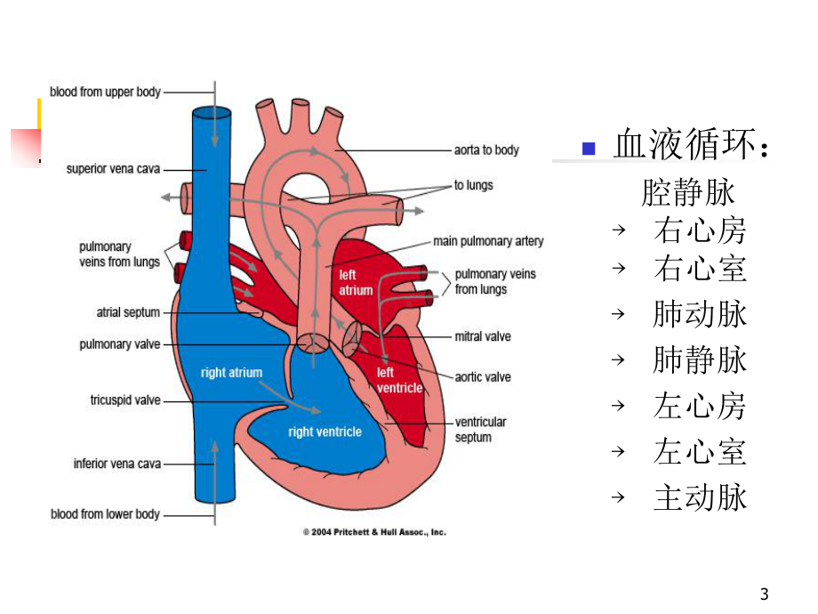 正常心脏解剖及常见先天性心脏病病理生理课件.ppt_第3页