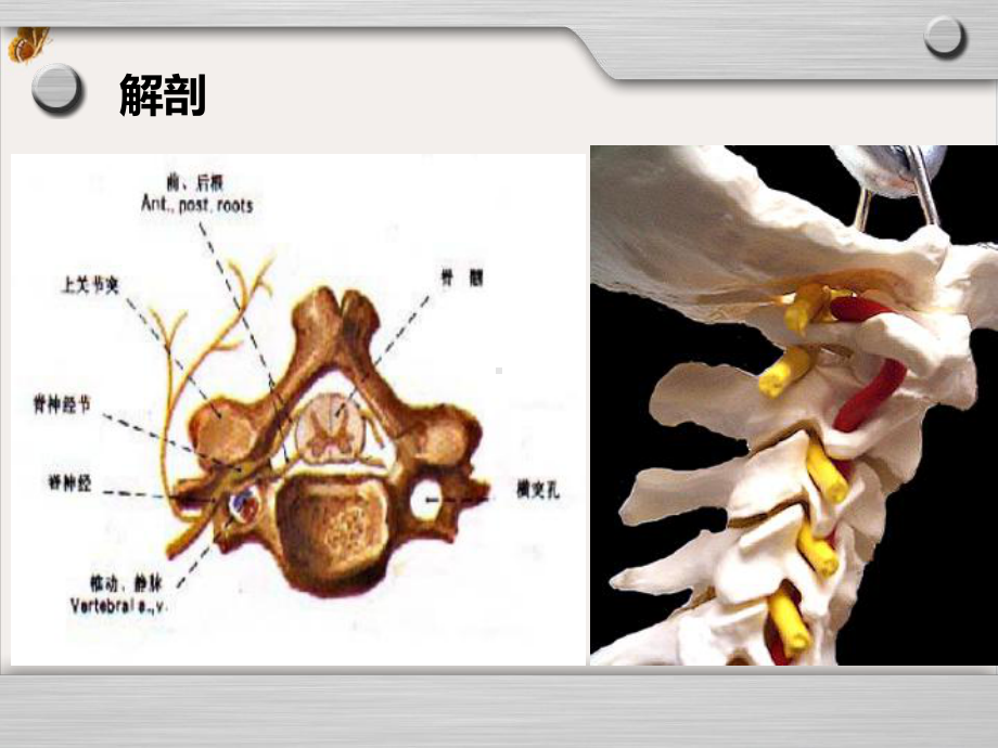 颈椎病尹爱莲培训课件.pptx_第2页