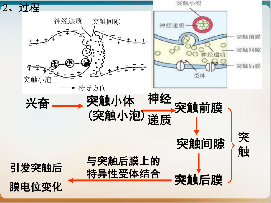 通过神经系统的调节第二课时实用版课件.ppt_第3页