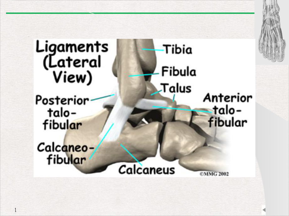 踝关节外侧韧带损伤课件.pptx_第3页