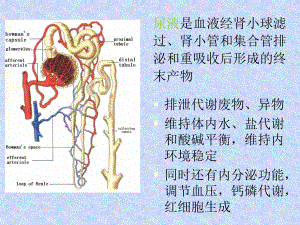 诊断尿液的检测课件.ppt