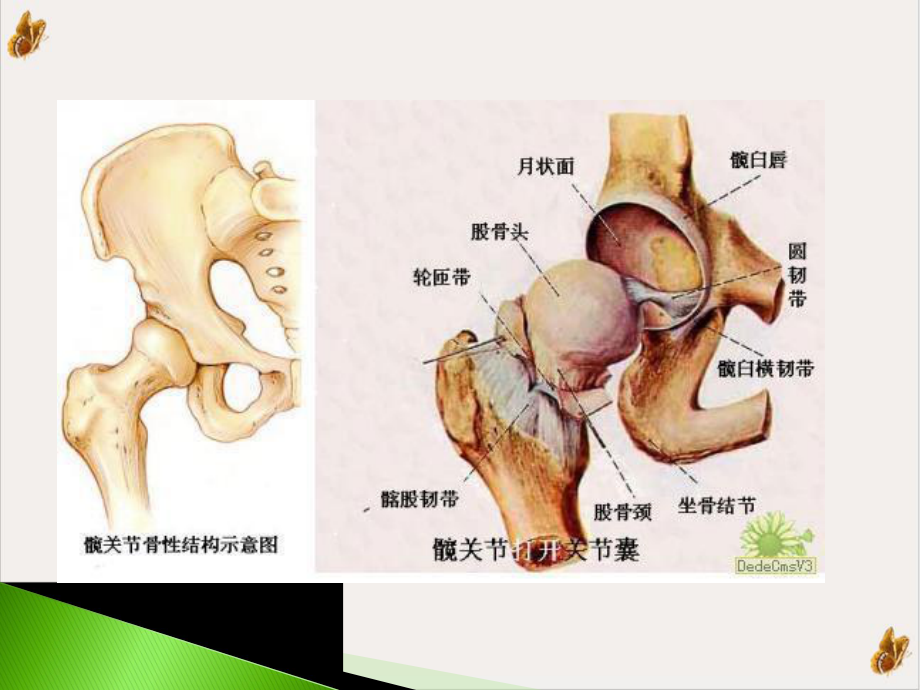 髋关节的解剖-课件.pptx_第3页