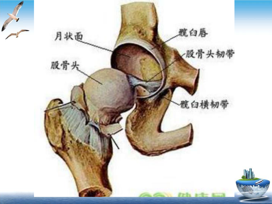 髋关节彩超检查课件.ppt_第2页