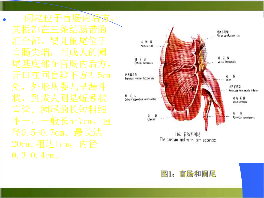 阑尾炎的诊断与手术课件.pptx_第1页