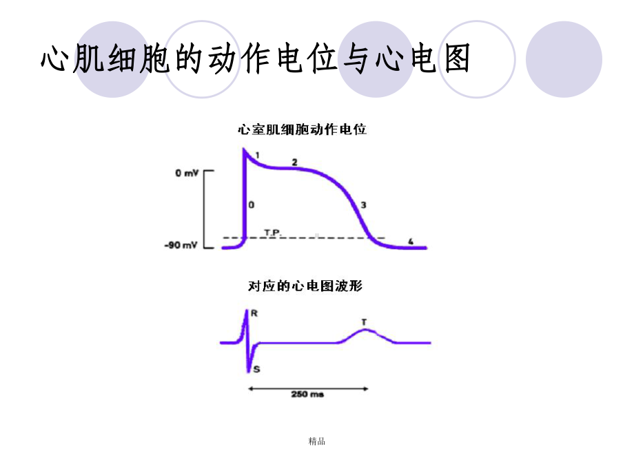 心电图的测量课件.ppt_第2页