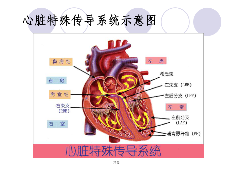 心电图的测量课件.ppt_第3页