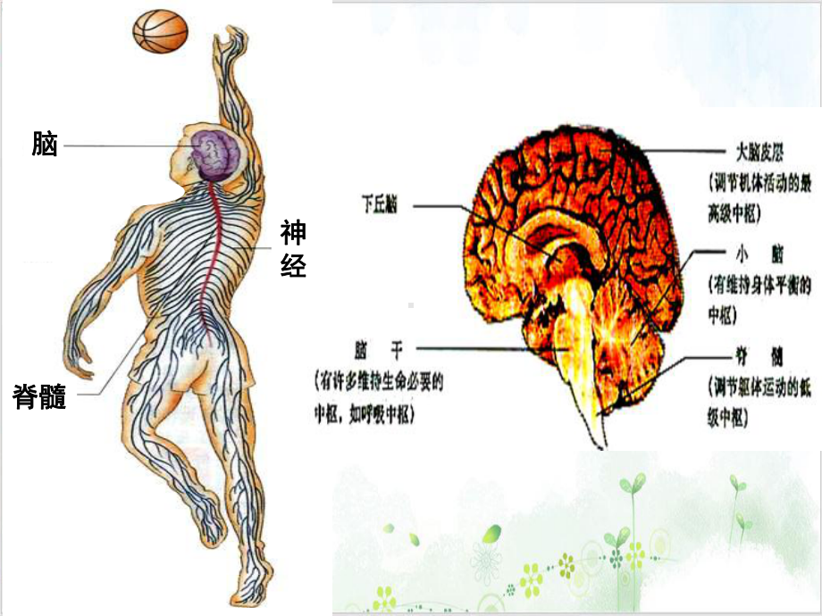 [人教版]《通过神经系统的调节》课件2.ppt_第2页