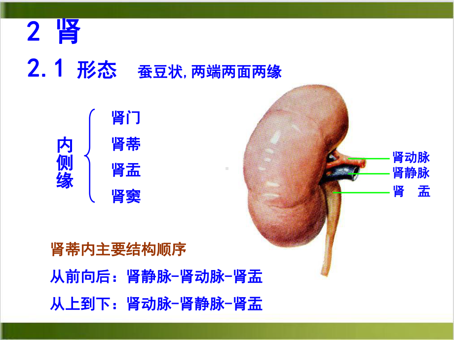 泌尿系统解剖学课件1.pptx_第1页