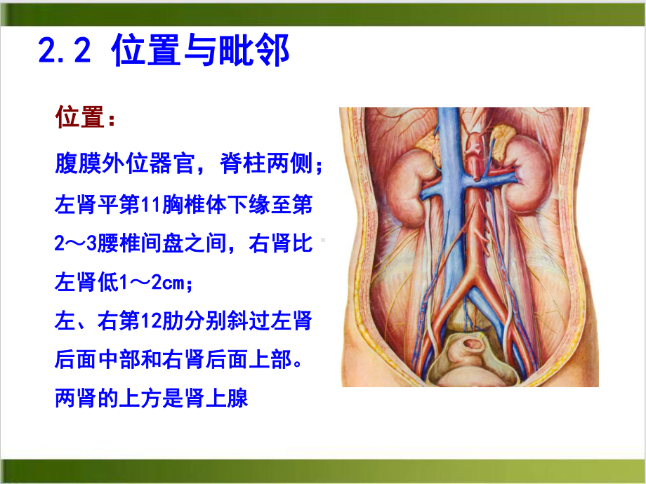 泌尿系统解剖学课件1.pptx_第2页