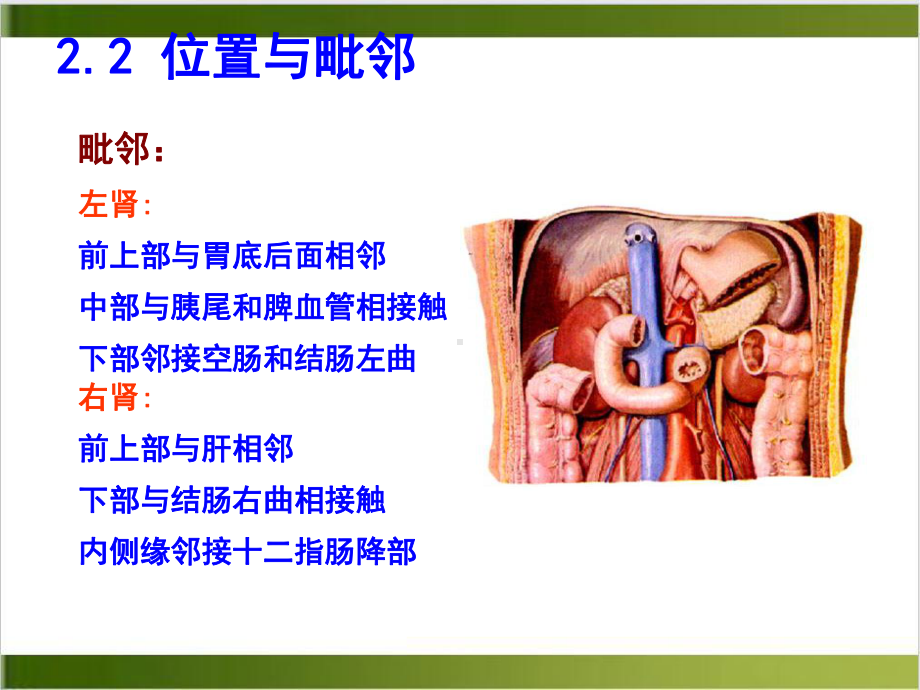 泌尿系统解剖学课件1.pptx_第3页