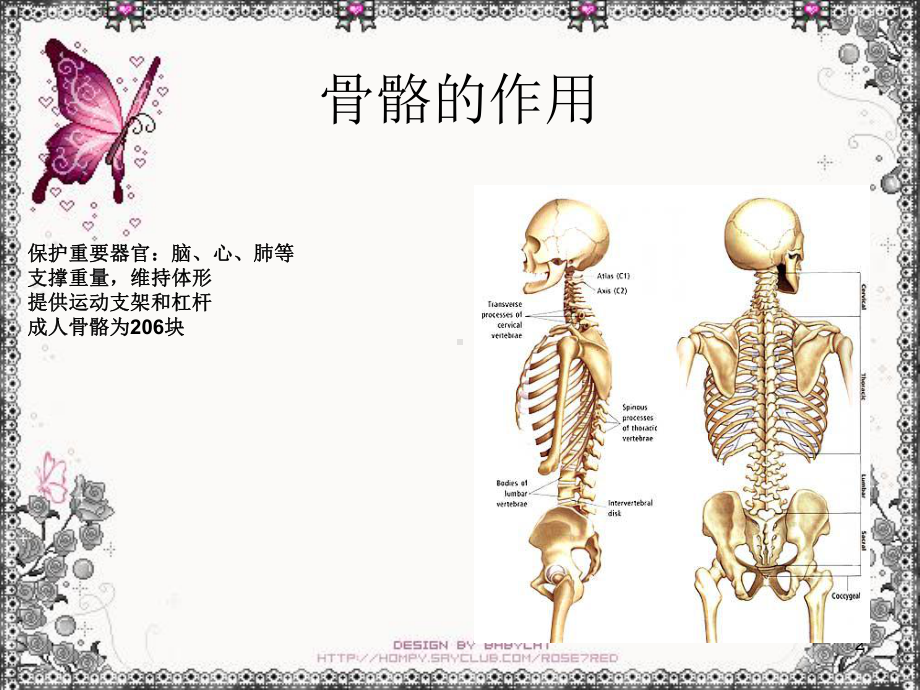 《肢骨骼解剖和骨折》课件(同名196).ppt_第2页