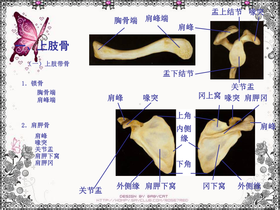 《肢骨骼解剖和骨折》课件(同名196).ppt_第3页