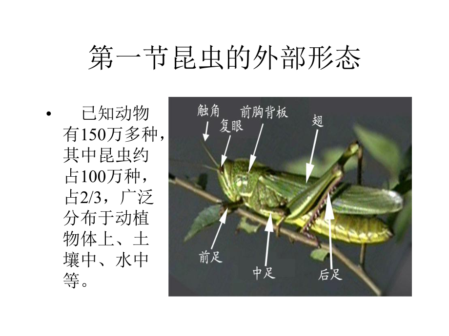 植物昆虫基础知识课件.ppt_第2页