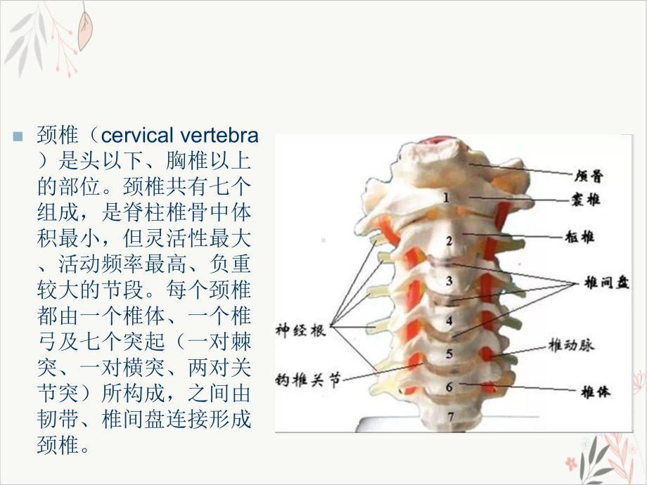 颈椎精细解剖课件.pptx_第2页