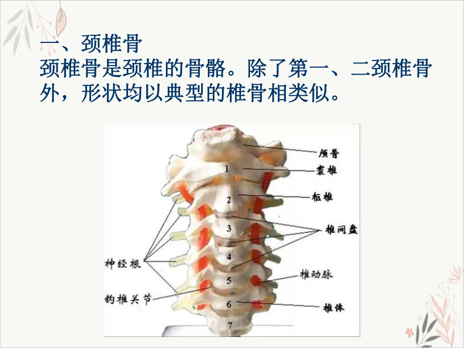 颈椎精细解剖课件.pptx_第3页