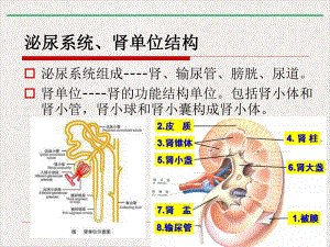 泌尿系统常见疾病病理生理学新版课件.pptx