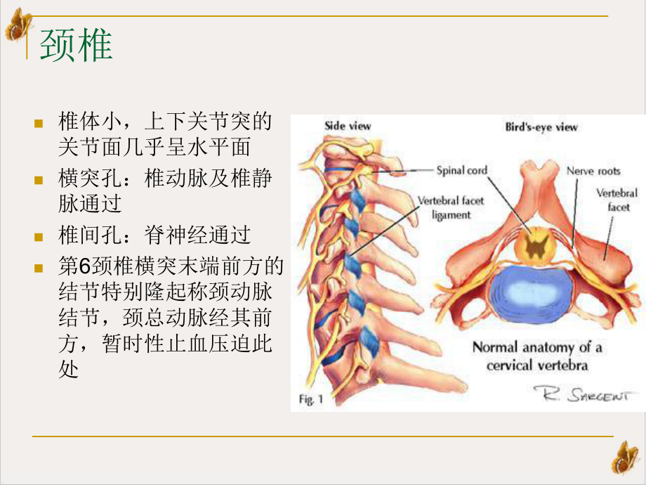 颈肩腰腿痛康复课件.pptx_第3页