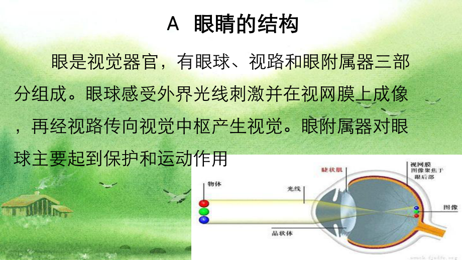 青少某年视力防护-课件.ppt_第3页