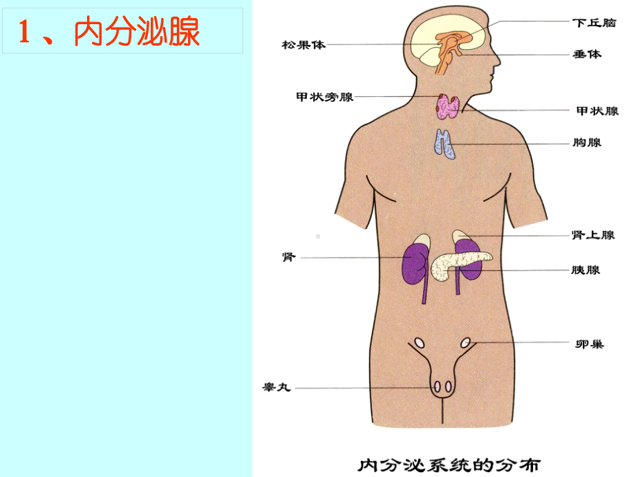 高等动物的内分泌系统与体液调节3-浙科版课件.ppt_第3页