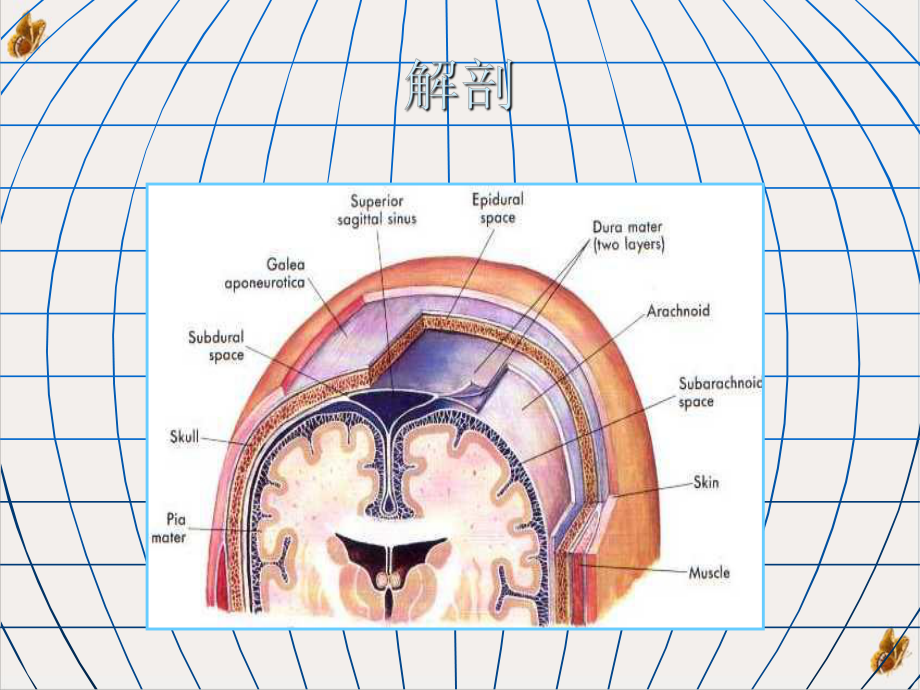 颅脑外伤研究生秋文字培训课件.pptx_第1页