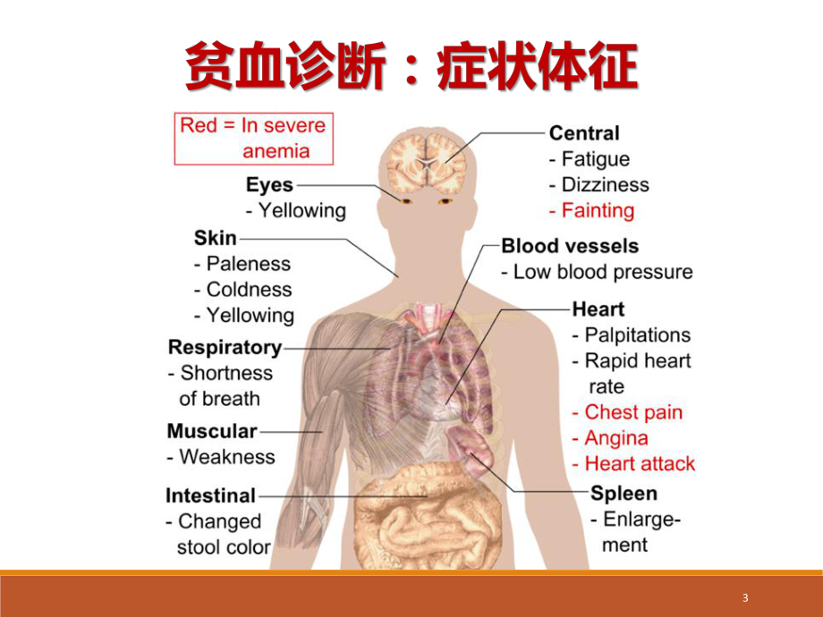 贫血病因检查课件.pptx_第3页