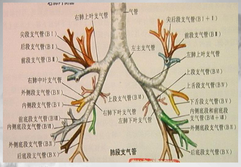 颈部气管食管课件.pptx_第3页