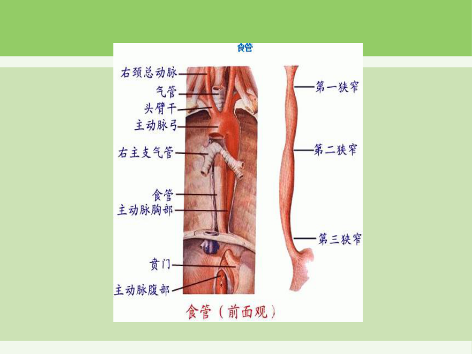 食道癌护理查房(同名1025)课件.ppt_第3页