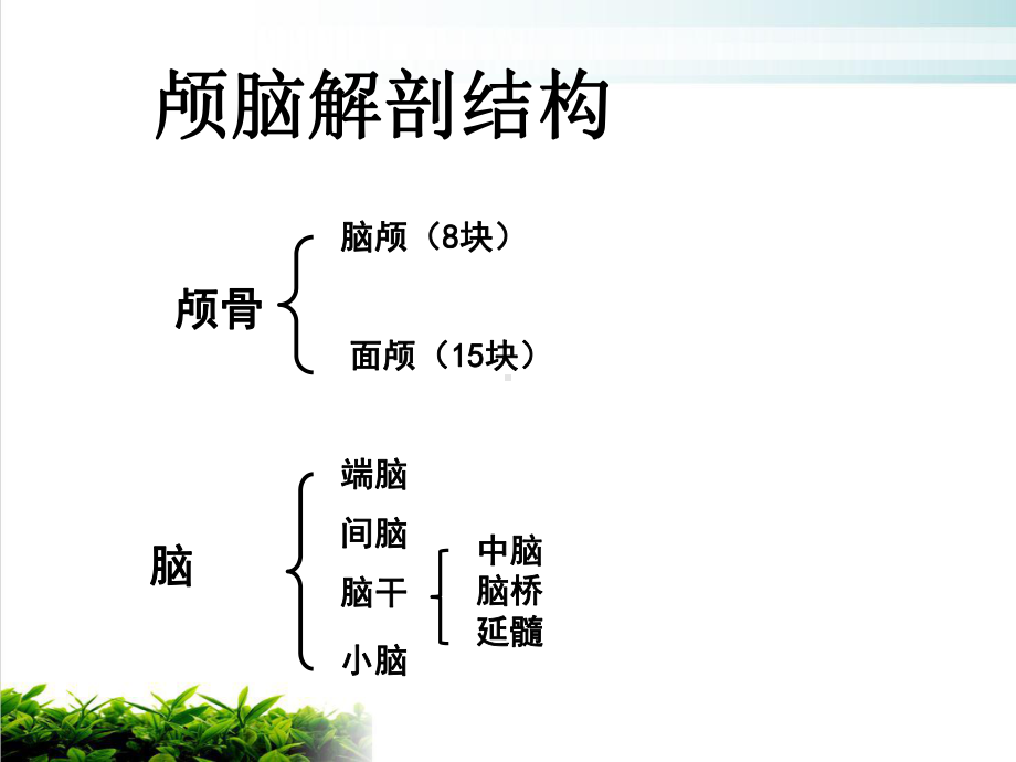 颅脑解剖PPT课件.ppt_第2页