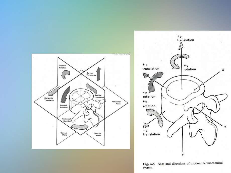 颈椎病的正骨推拿治疗课件.pptx_第3页