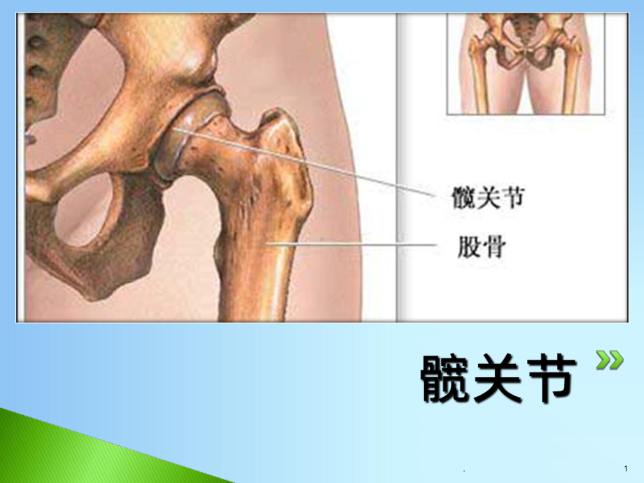 髋关节的解剖课件.ppt_第1页