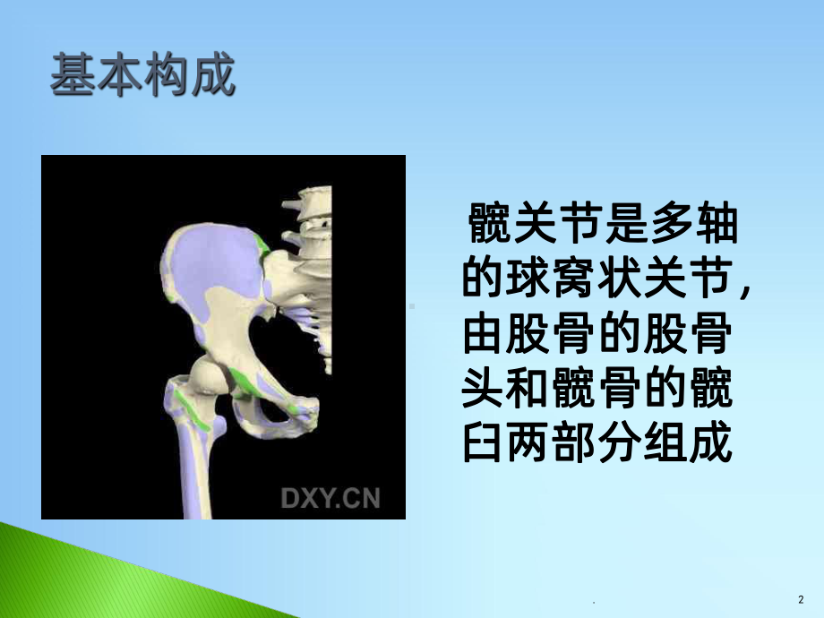 髋关节的解剖课件.ppt_第2页